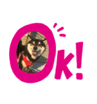 犬のゆずぽんず（個別スタンプ：4）