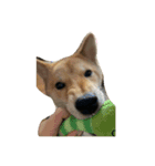 犬のゆずぽんず（個別スタンプ：5）