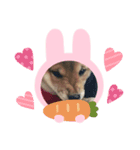 犬のゆずぽんず（個別スタンプ：6）