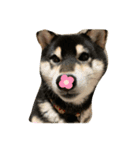 犬のゆずぽんず（個別スタンプ：7）