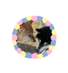 犬のゆずぽんず（個別スタンプ：8）