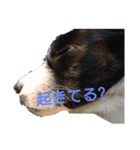 かわいいライム（個別スタンプ：3）