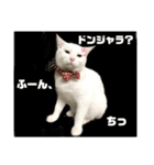 カールとメリーと時々ワシ（個別スタンプ：5）
