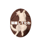 カールとメリーと時々ワシ（個別スタンプ：6）