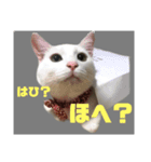 カールとメリーと時々ワシ（個別スタンプ：7）
