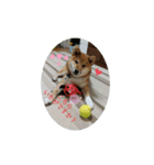 柴のゴン太2（個別スタンプ：2）