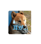 柴のゴン太2（個別スタンプ：7）