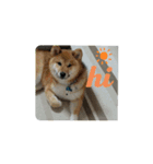 柴のゴン太2（個別スタンプ：8）
