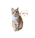 猫のスタンプno.1（個別スタンプ：1）