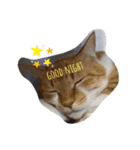 猫のスタンプno.1（個別スタンプ：2）