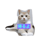 猫のスタンプno.1（個別スタンプ：3）