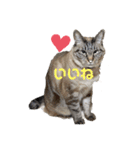猫のスタンプno.1（個別スタンプ：4）