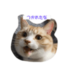 猫のスタンプno.1（個別スタンプ：5）