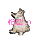 猫のスタンプno.1（個別スタンプ：6）