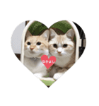 猫のスタンプno.1（個別スタンプ：7）