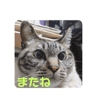 猫のスタンプno.1（個別スタンプ：8）