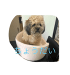 世界一可愛い愛犬❤（個別スタンプ：1）