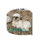 世界一可愛い愛犬❤（個別スタンプ：2）