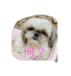 世界一可愛い愛犬❤（個別スタンプ：3）
