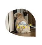 世界一可愛い愛犬❤（個別スタンプ：4）