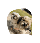 世界一可愛い愛犬❤（個別スタンプ：7）