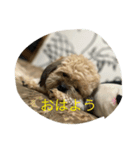 世界一可愛い愛犬❤（個別スタンプ：8）