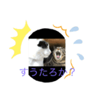 とらとはく（個別スタンプ：2）