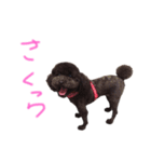 さくらちゃん！！！（個別スタンプ：1）