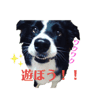 ボーダーコリーのラビ（個別スタンプ：2）