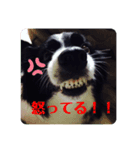 ボーダーコリーのラビ（個別スタンプ：5）