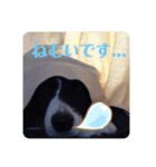 ボーダーコリーのラビ（個別スタンプ：6）