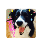 ボーダーコリーのラビ（個別スタンプ：7）