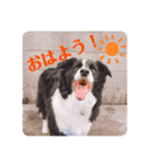 ボーダーコリーのラビ（個別スタンプ：8）
