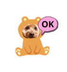 Coco ワンコ（個別スタンプ：1）
