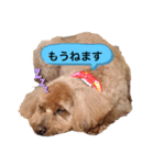Coco ワンコ（個別スタンプ：2）