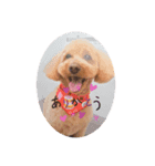 Coco ワンコ（個別スタンプ：3）