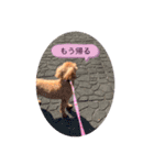 Coco ワンコ（個別スタンプ：5）