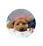 Coco ワンコ（個別スタンプ：6）