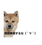 癒しの柴犬すたんぷ2（個別スタンプ：1）