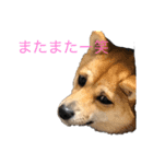 癒しの柴犬すたんぷ2（個別スタンプ：2）