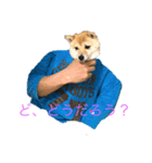 癒しの柴犬すたんぷ2（個別スタンプ：3）