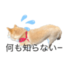癒しの柴犬すたんぷ2（個別スタンプ：4）