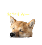 癒しの柴犬すたんぷ2（個別スタンプ：6）