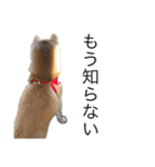 癒しの柴犬すたんぷ2（個別スタンプ：8）