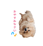 ポメラニアンちゃみちゃん（個別スタンプ：1）