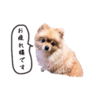 ポメラニアンちゃみちゃん（個別スタンプ：2）