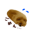 ポメラニアンちゃみちゃん（個別スタンプ：4）