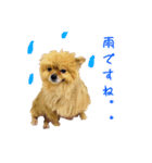 ポメラニアンちゃみちゃん（個別スタンプ：7）