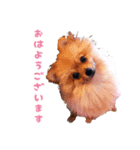 ポメラニアンちゃみちゃん（個別スタンプ：8）