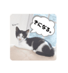 ねこの日常 (茶トラとはちわれ 2 )（個別スタンプ：1）